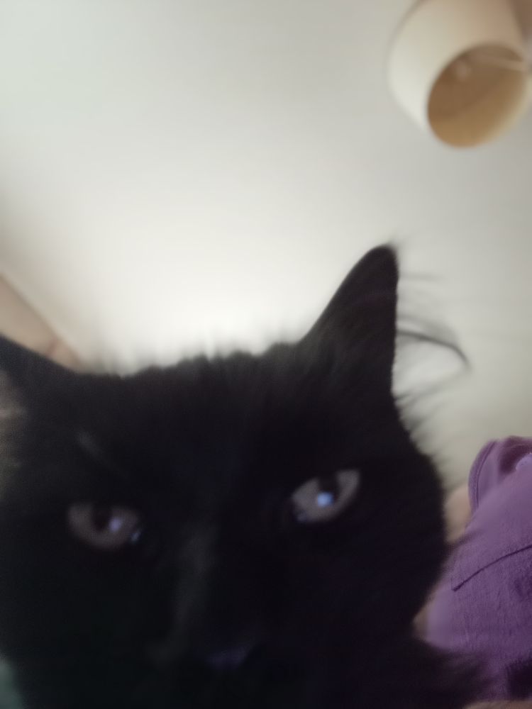 Une tête de chat noir qui te juge grave 