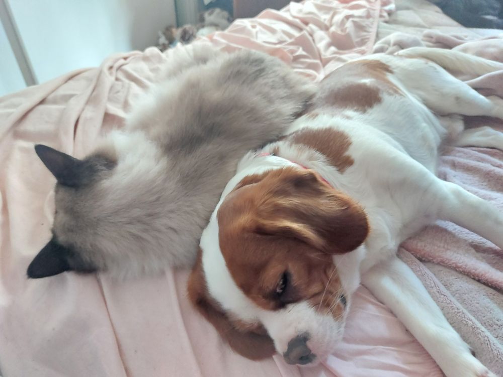A tan and white beaglier lies on a rumpled pale pink sheet. A ragdoll cat lies on the same sheet, facing away from the beaglier, backs touching.