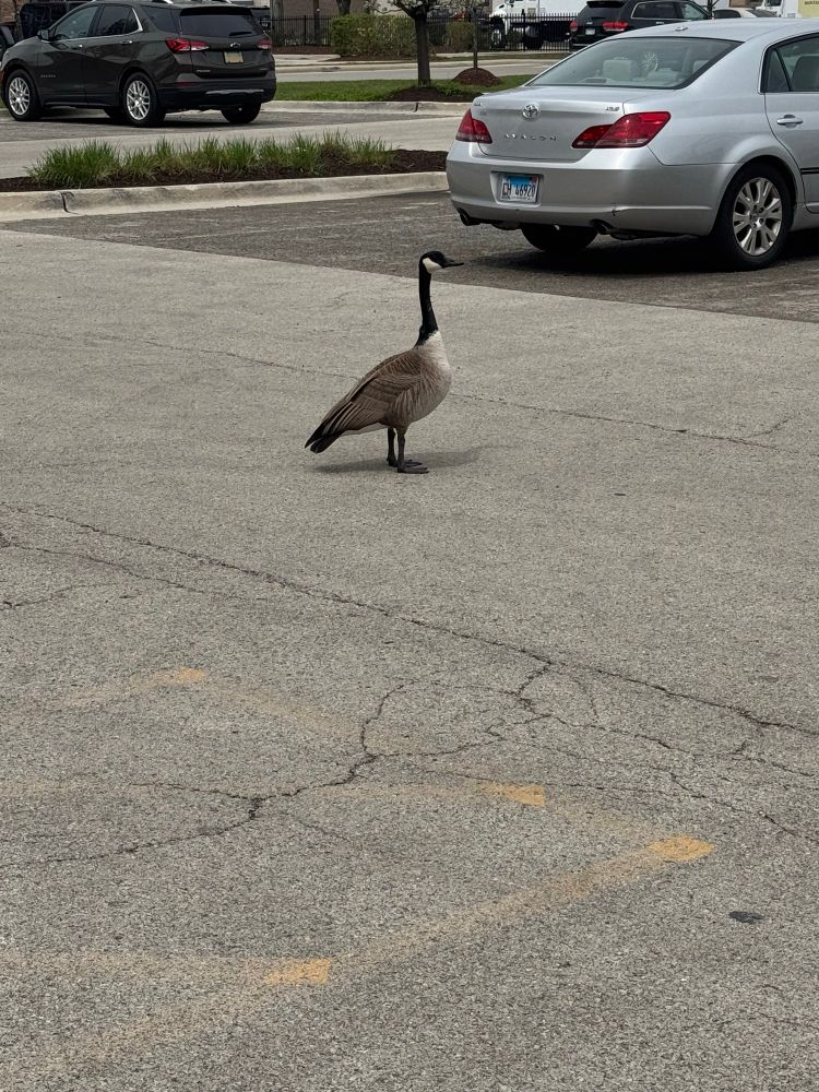 Goose