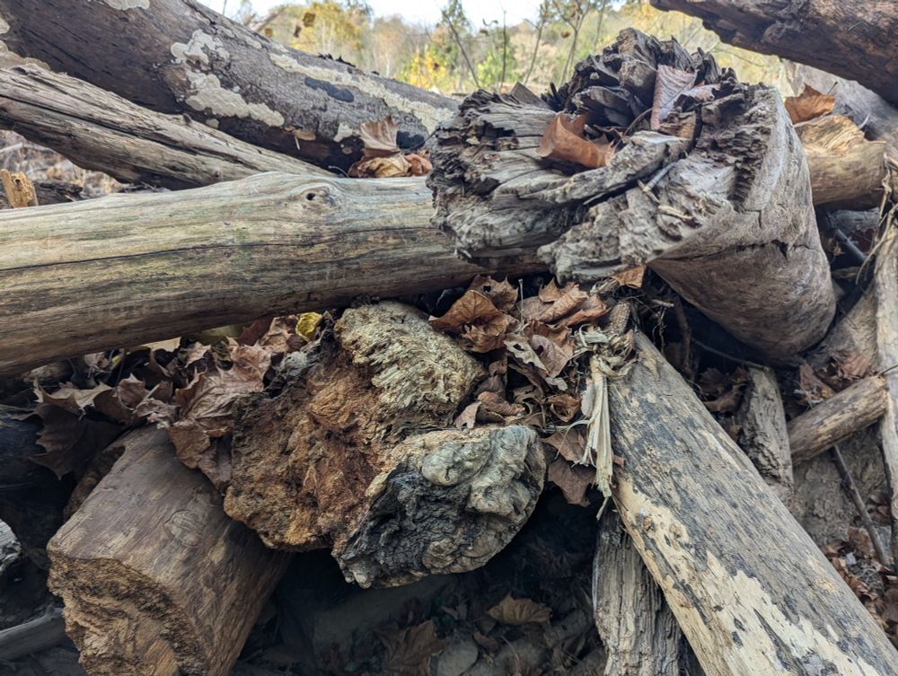 Pile of logs