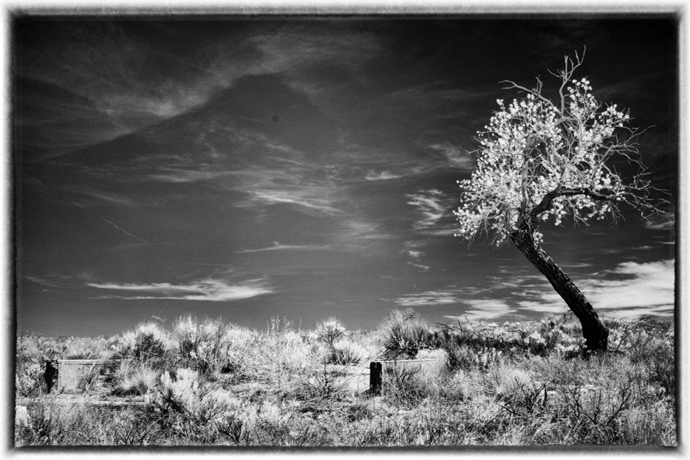 A black and white photograph of a building foundation with vegetation growing around it and tree growing alongside it. The foundation is from a barrack within an internment camp that confined Japanese citizens during world war 2. This was in Colorado with nine other camps across the American west. 