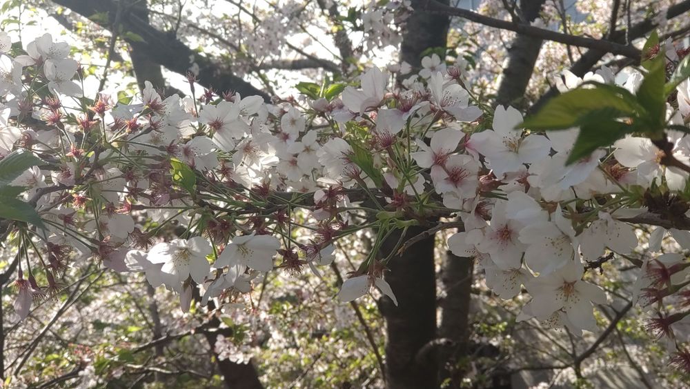 葉桜