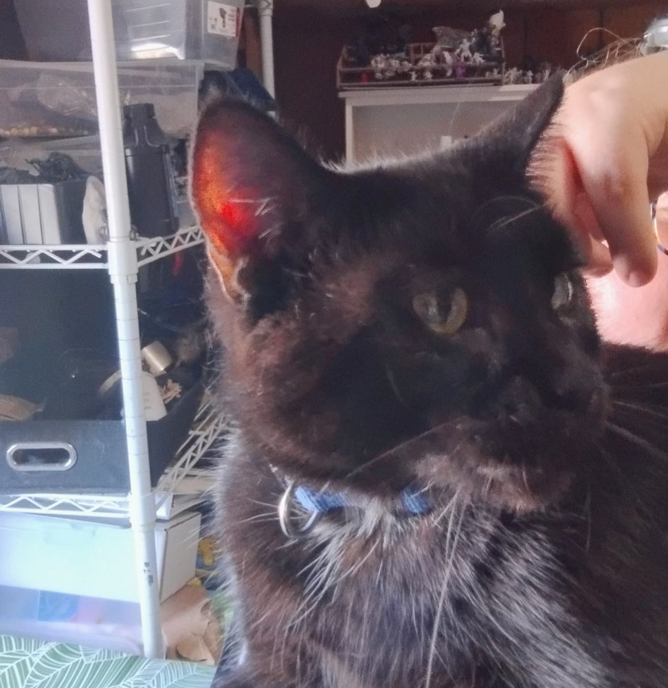 What doing scritches