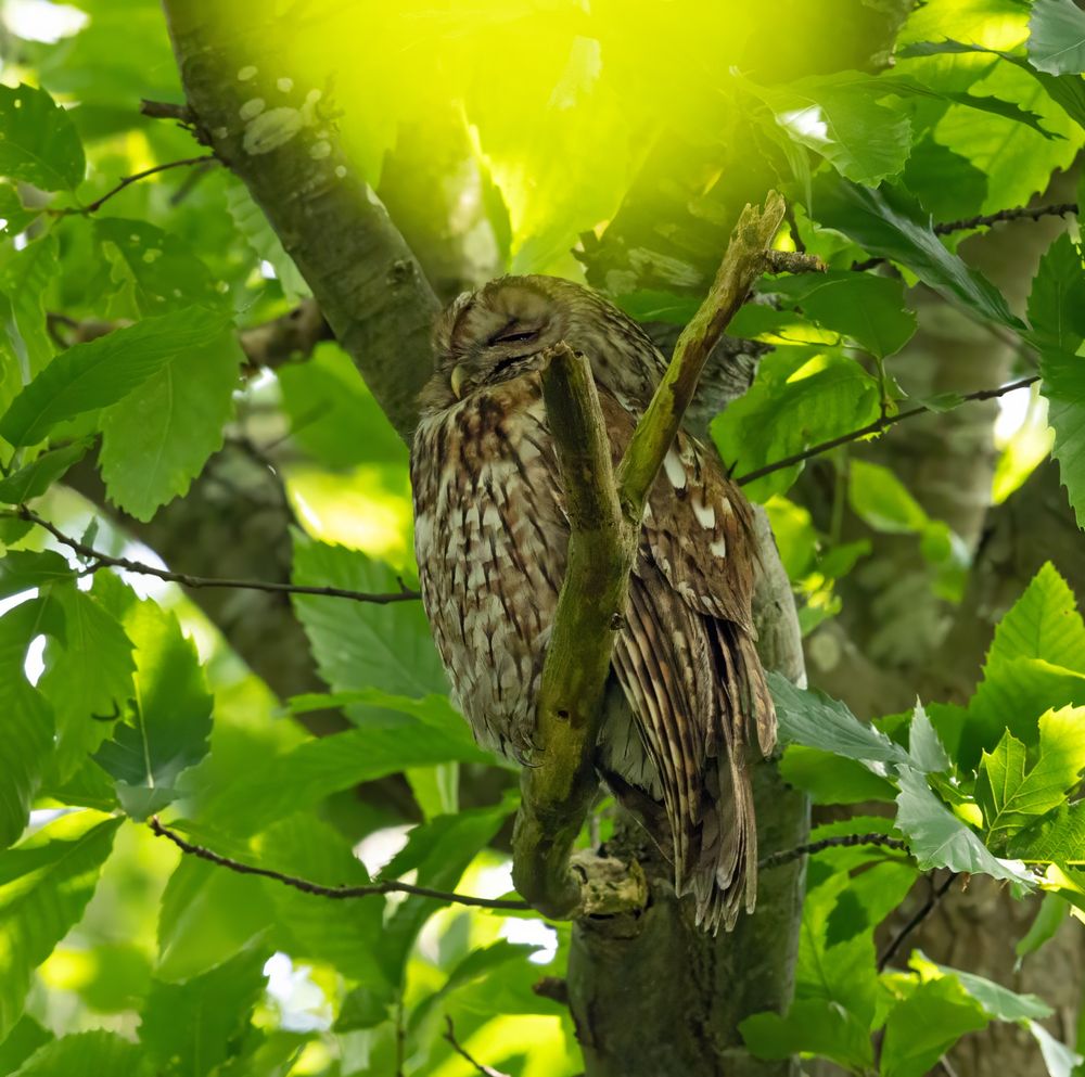 adult Tawny Owl