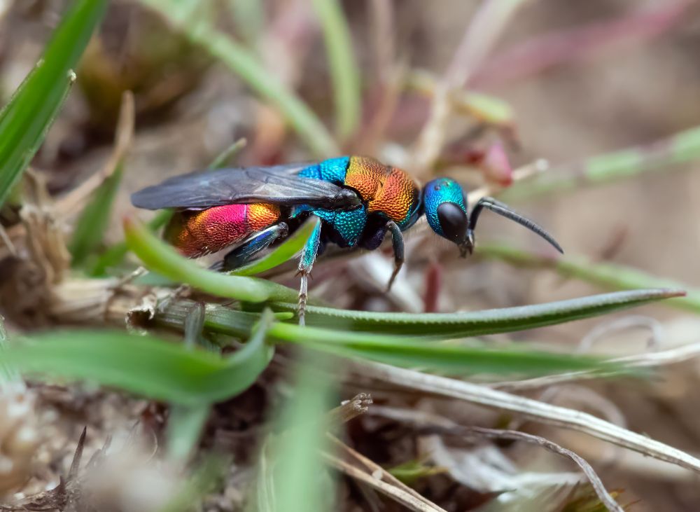Jewel Wasp