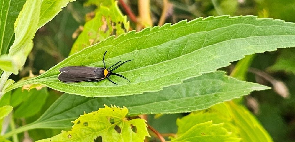 Yellow-Collard Scape Moth Black body with a yellow collar 