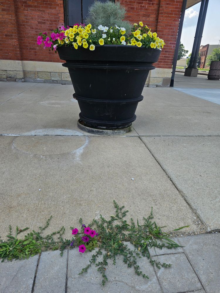 Pansies growing from a sidewalk crack next to pansies in a large planter.