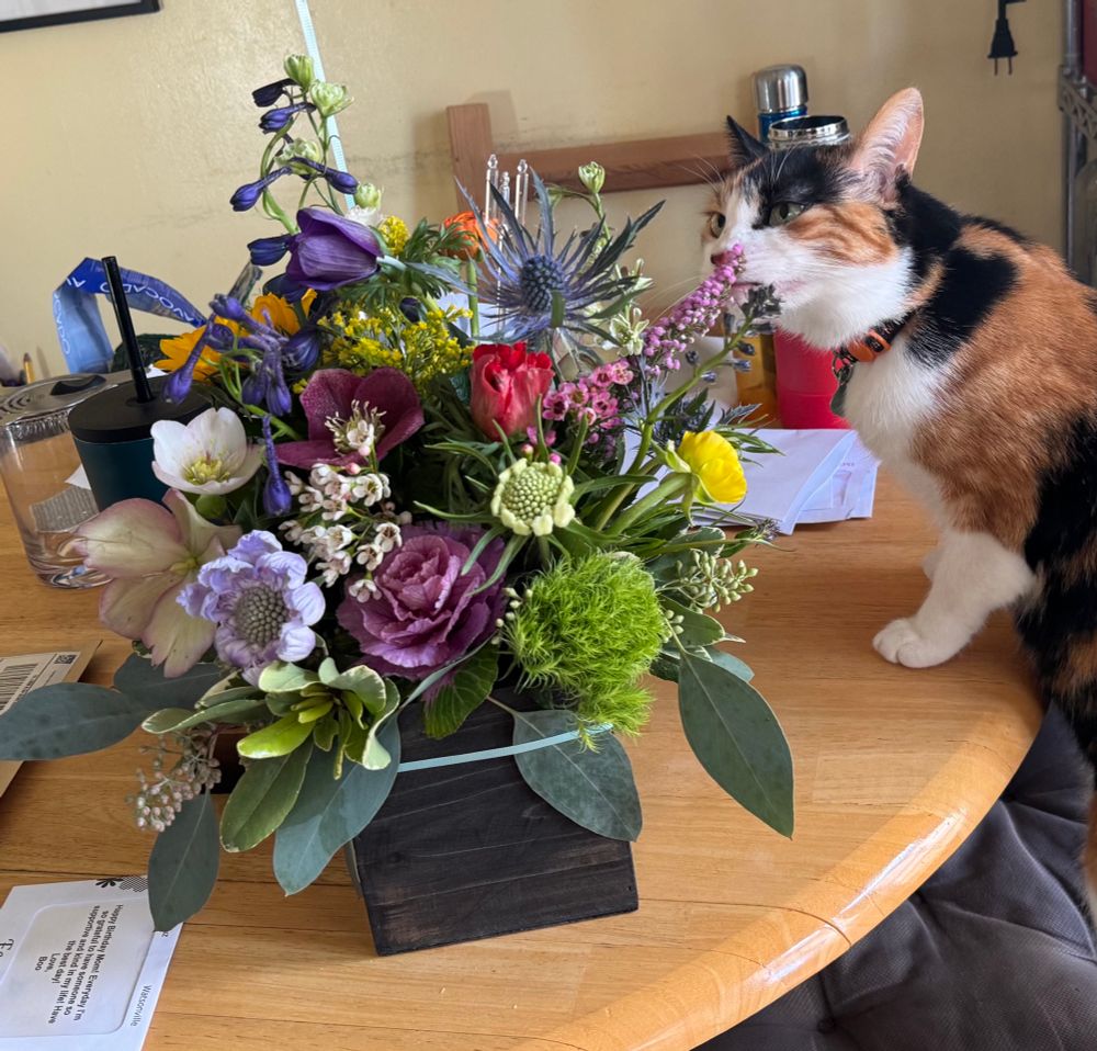 Calico cat sniffing flower bouquet