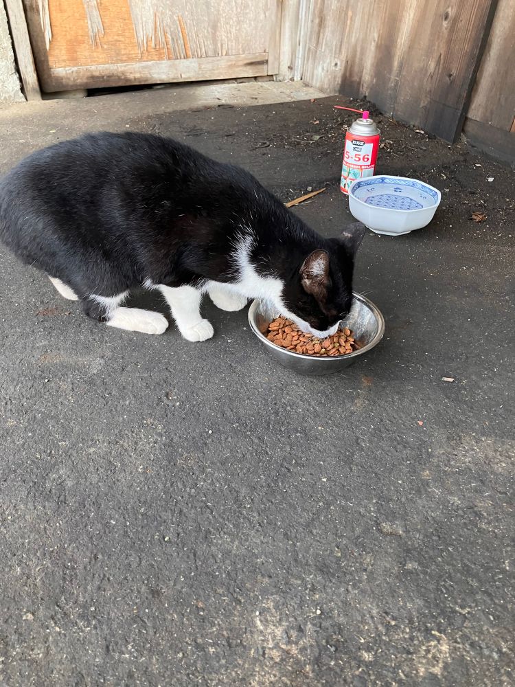 Auferstanden aus Ruinen
und der Zukunft zugewandt,
laß uns Dir zum Guten dienen,
Deutschland, einig Vaterland.
Alte Not gilt es zu zwingen,
und wir zwingen sie vereint,
denn es muß uns doch gelingen,
daß die Sonne schön wie nie
über Deutschland scheint, über Deutschland scheint.