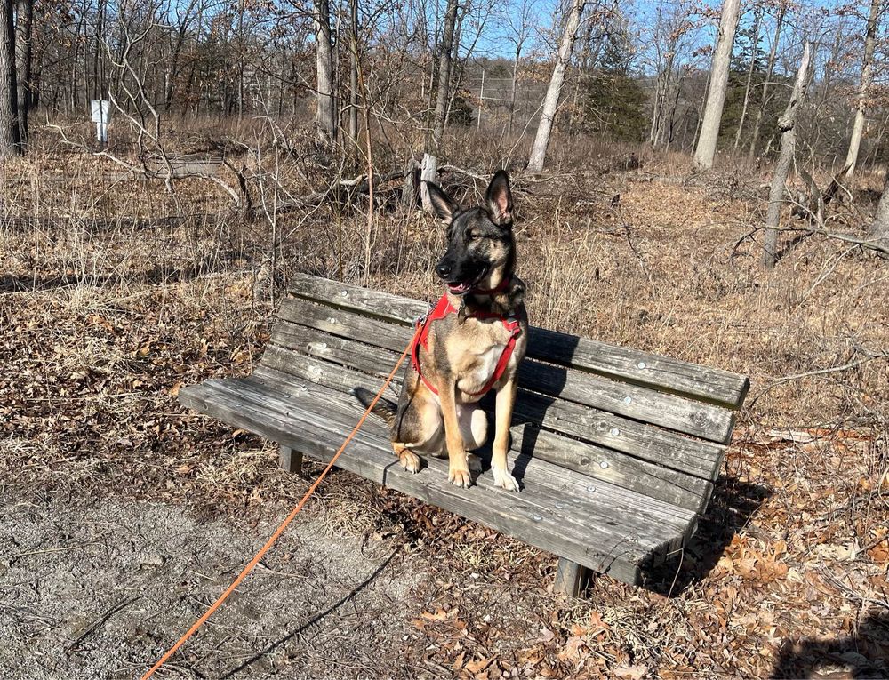 a shepherd mix dog with a red harness and orange leash sitting on a bench and smiling in the sunlight