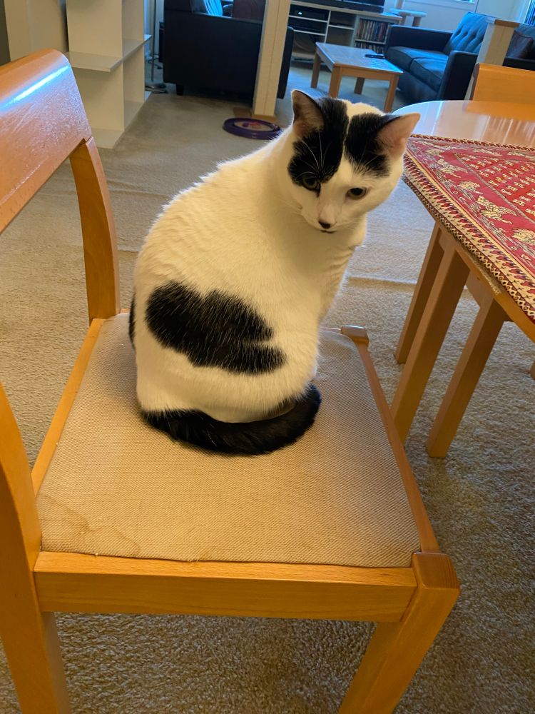 A white cat with black markings sits on a dining room chair 