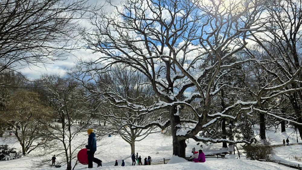 Brown tree branches dusted with snow overlooking hill covered in white snow with children sledding.