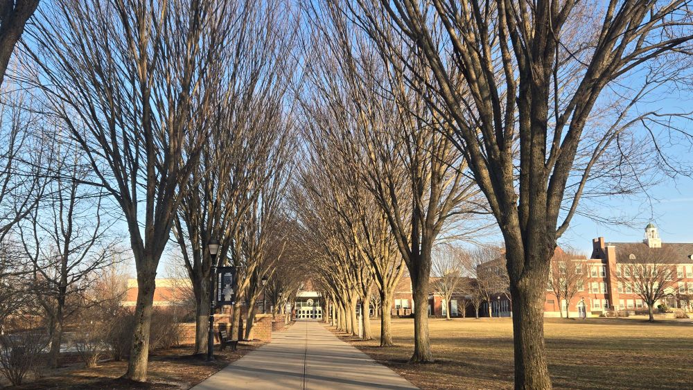 A gray sidewalk with a row of brown trees with no leaves
