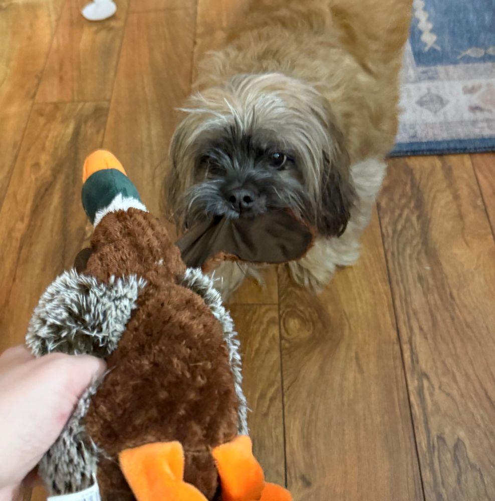 Little brown dog playing tug of war with a stuffed toy duck. 