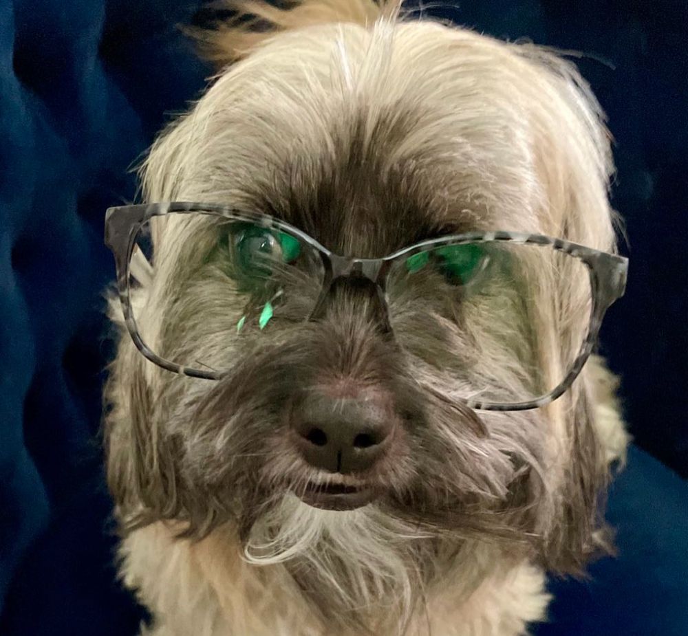Little brown dog wearing glasses