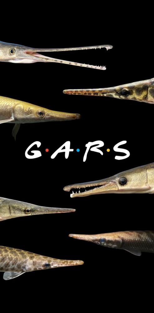 A screenshot of a delightful parody video of the Friends opening theme except with gars. Track down the video posted by @solomonrdavid.bsky.social!