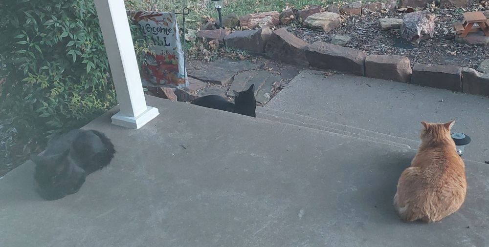 Two black cats and a ginger tabby are loafed up on a concrete porch.