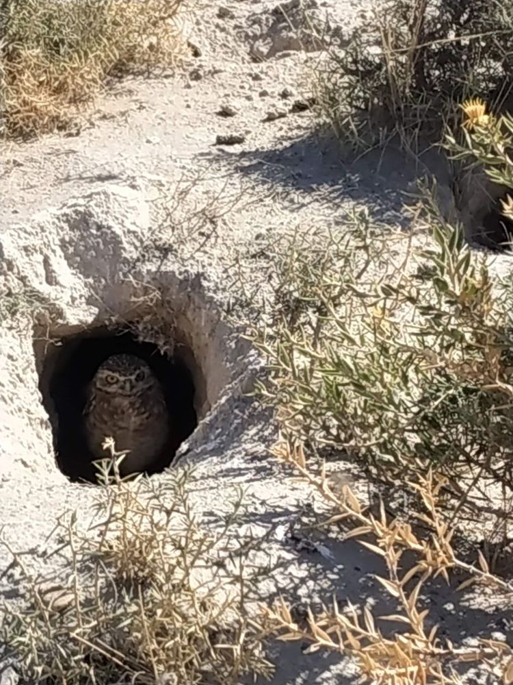Little owl looking out of its small cave