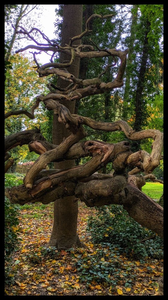Farbaufnahme auf einem Friedhof. Viele große Bäume, im Vordergrund aber eine Installation aus verschiedenen in sich verschlungenen Baumteilen, krumme
Äste und Wurzeln zeigen sinnbildlich die oft wirren Lebenswege.