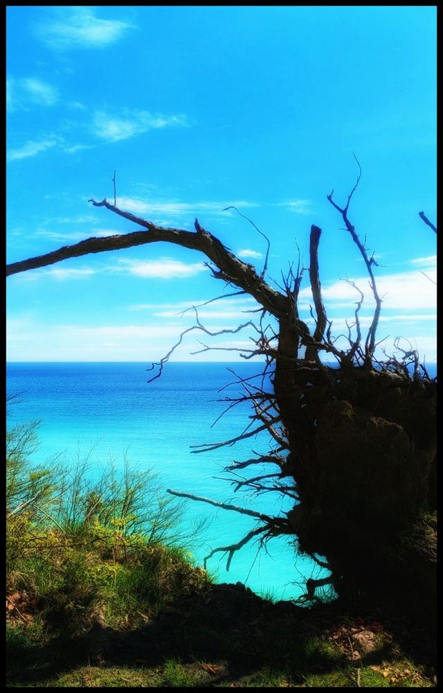 Am blauen Meer. Hoch über dem Ufer liegt ein entwurzelter Baum auf der Abbruchkante der Steilküste.