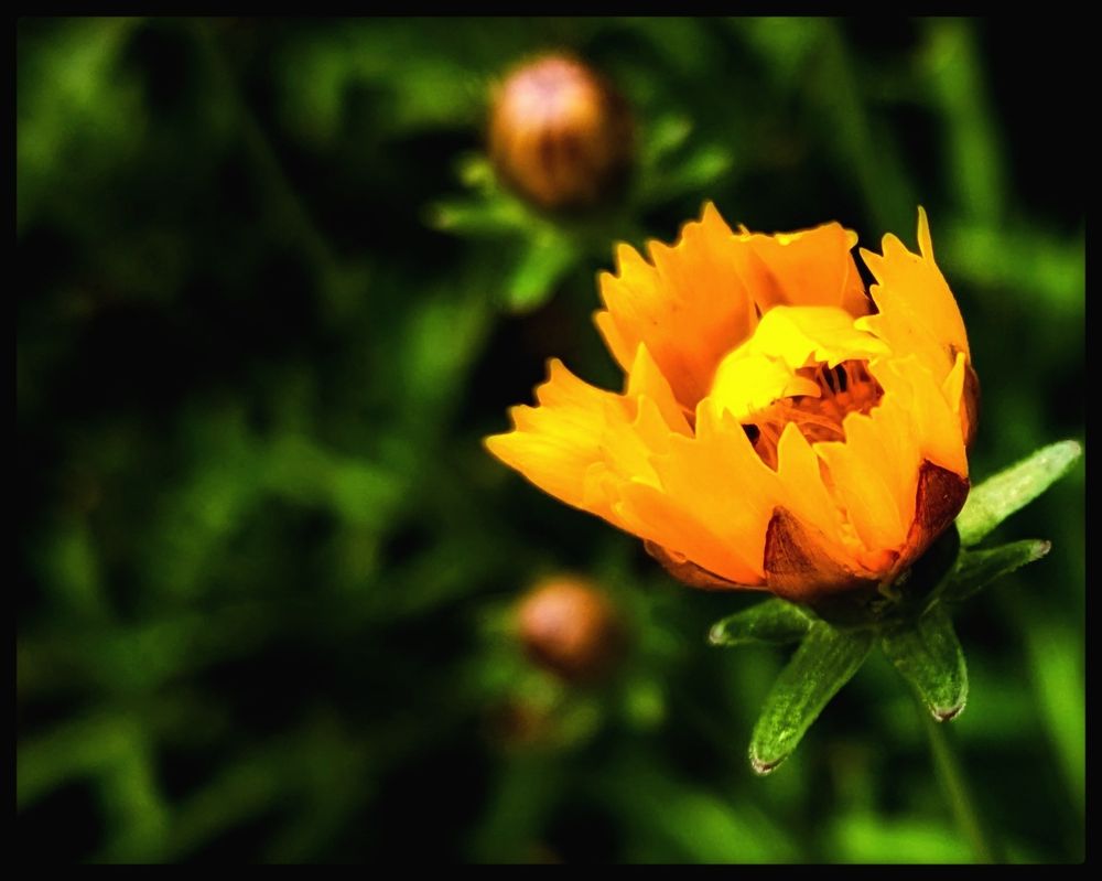Die gelbe, fast aufgegangene Blüte einer Pflanze zwischen Grün und Knospen.