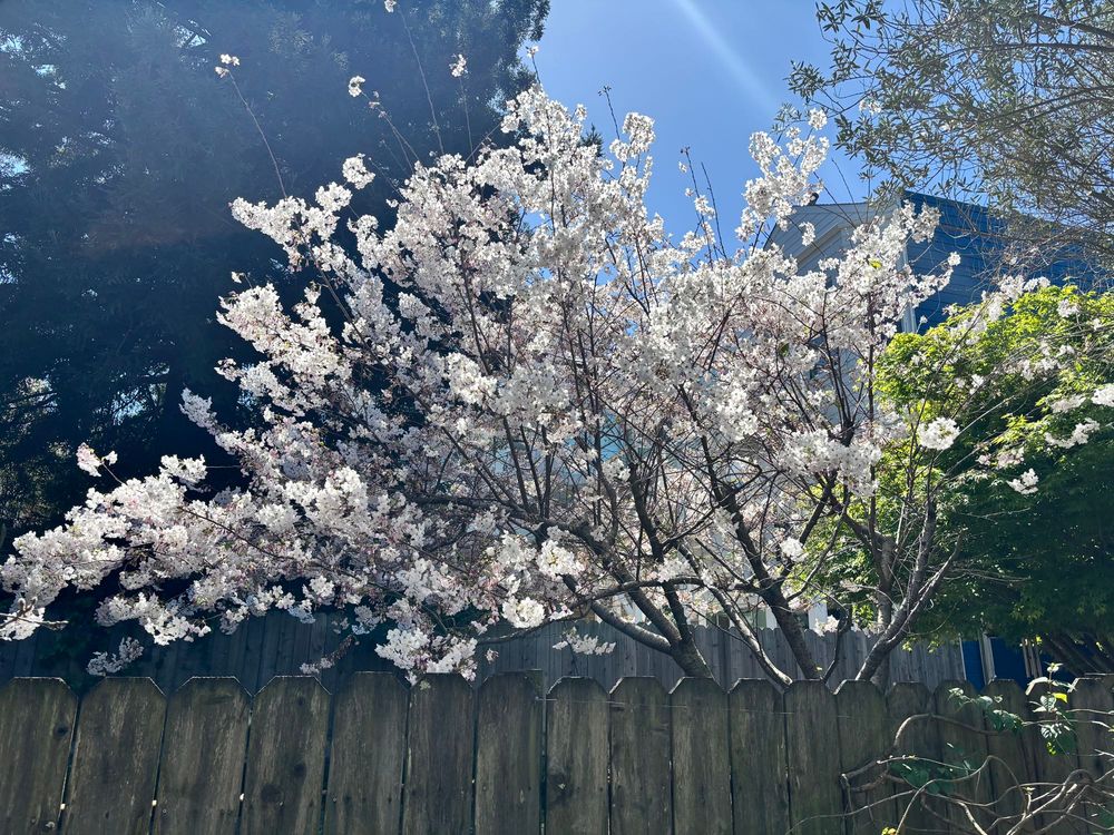 A cherry tree covered in blossoms with sun cascading through the flowers 