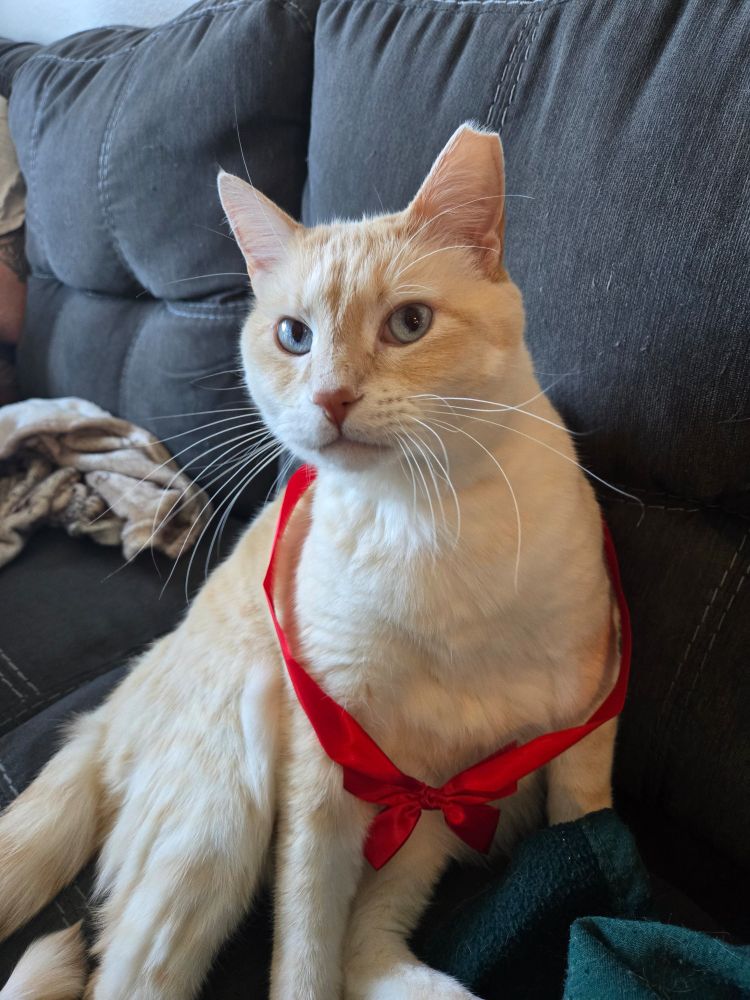A white and orange cat with a loose red bow around his torso. He is unamused.