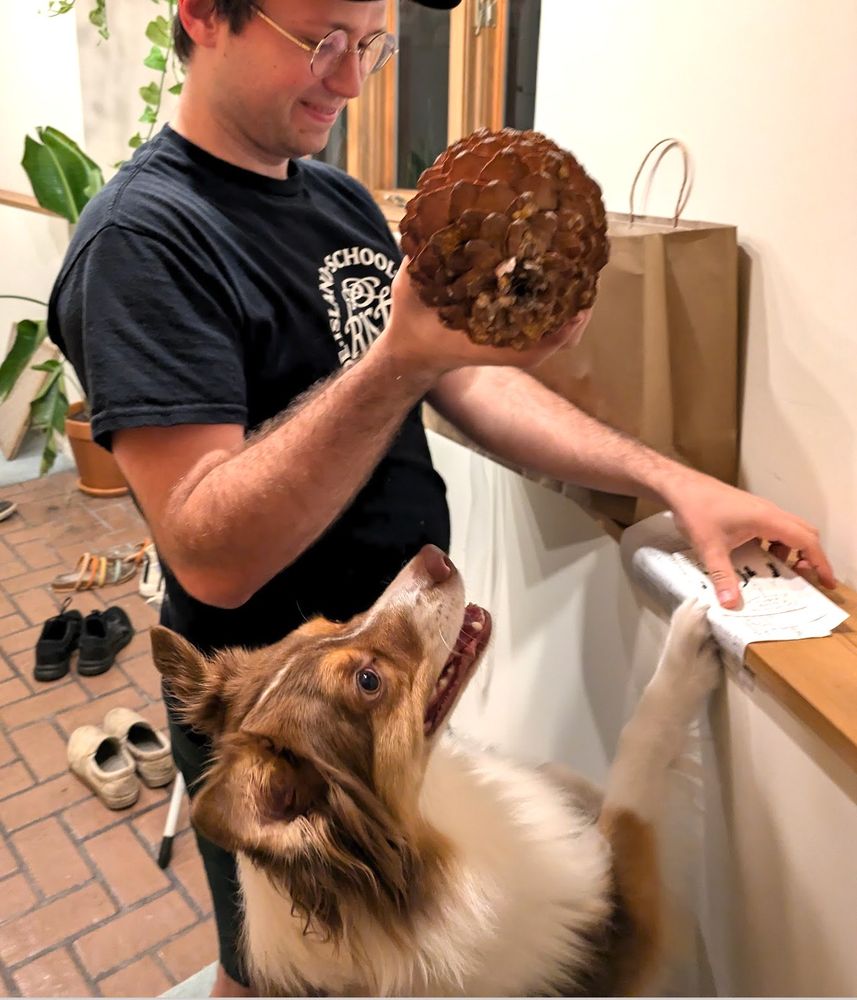 A red tri australian shepherd looks entusiastically at a pine cone
