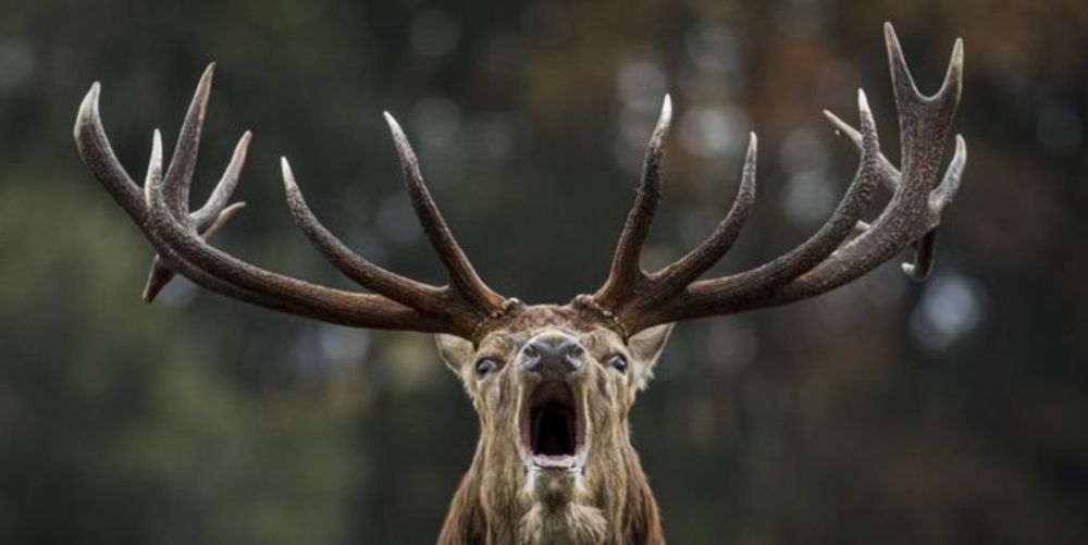 Humans Gave Deer COVID. Now They're Letting It Rapidly Evolve.