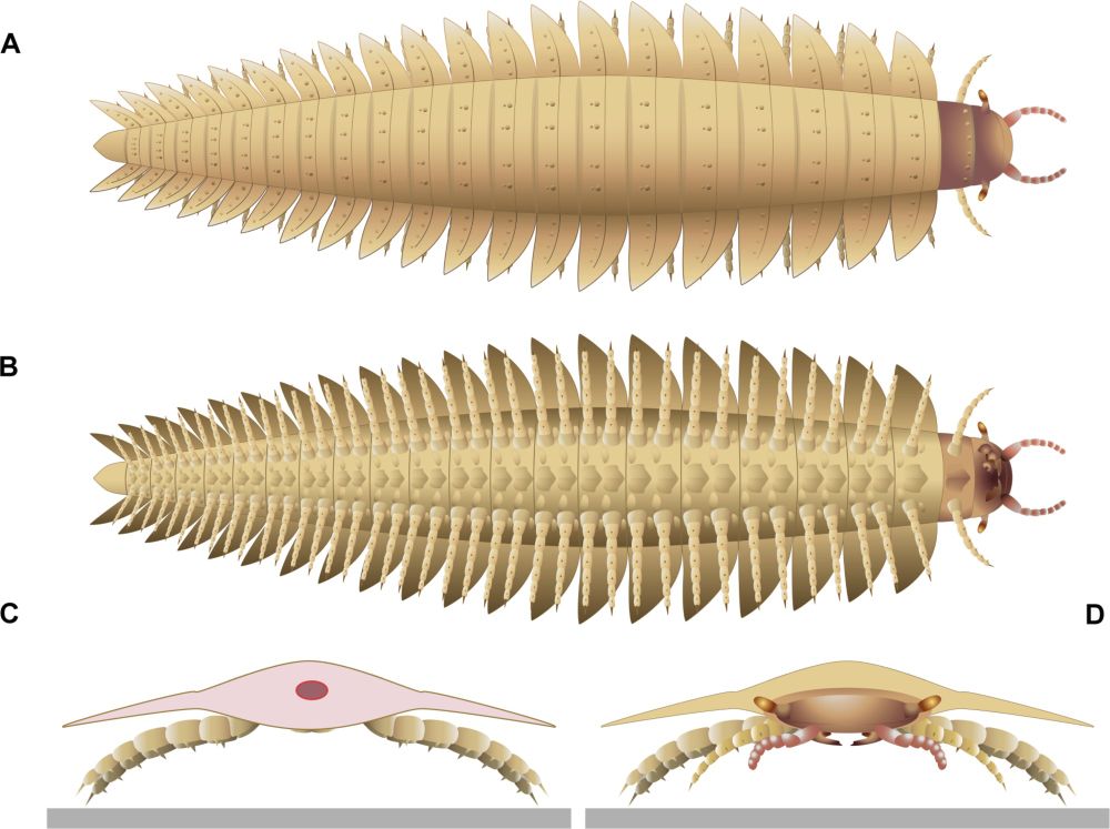 Bring me the head of Arthropleura