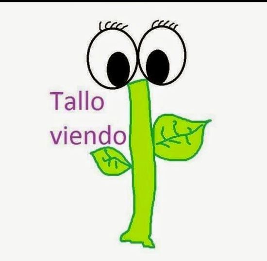 tallo viendo