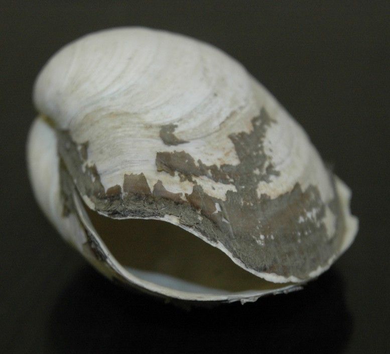 Photo by Dave Cowles showing the gaping anterior margin of Tresus capax, the horse clam