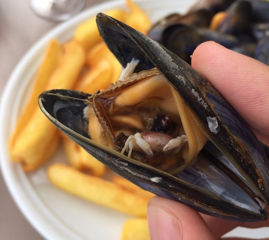 A small pale colored crab in the gill cavity of an opened blue Mytilus mussel. French fries are in the background