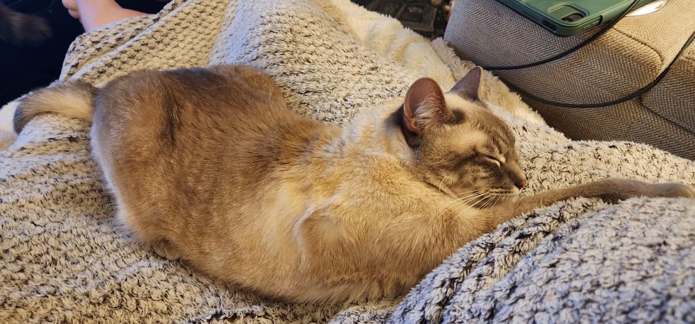 A cat stretched out in a lap