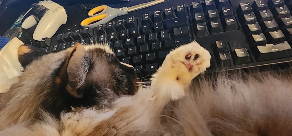 Cat on keyboard showing off her multicolor front beans