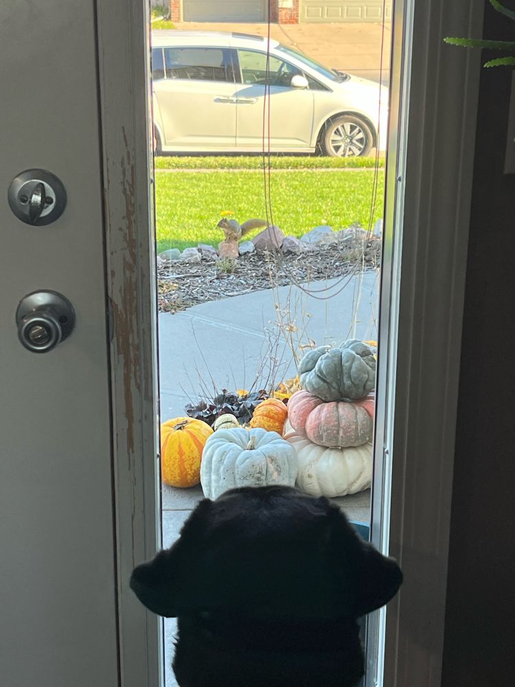 Looking over the top of the head of the majestic lab, Barry, we see a taunting squirrel out the window. Also shown is Barry‘s artistic distressing of the door frame.