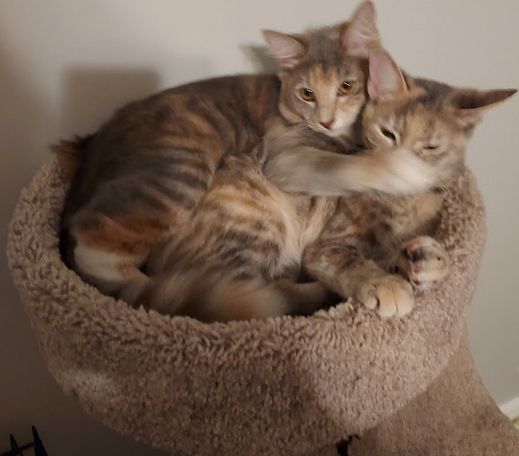 Two kittens snuggling, but one is covering the other's nose.