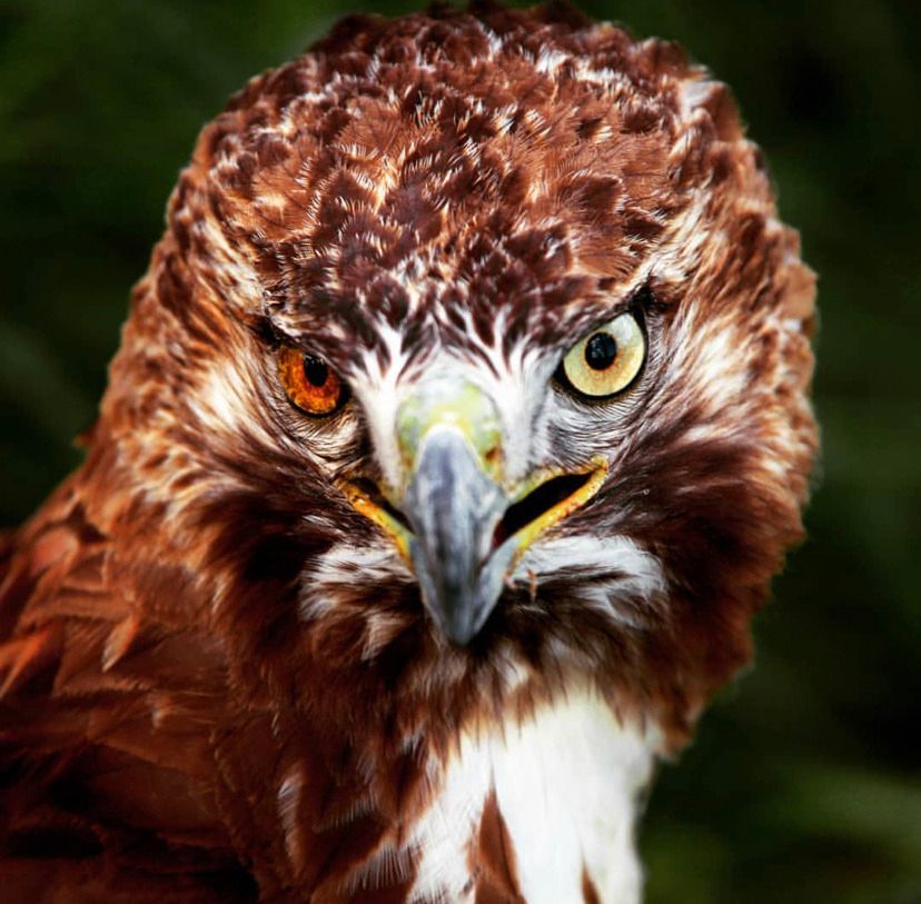 Hawk with heterochromia.  Its right eye is reddish-orange and its left is pale yellow.