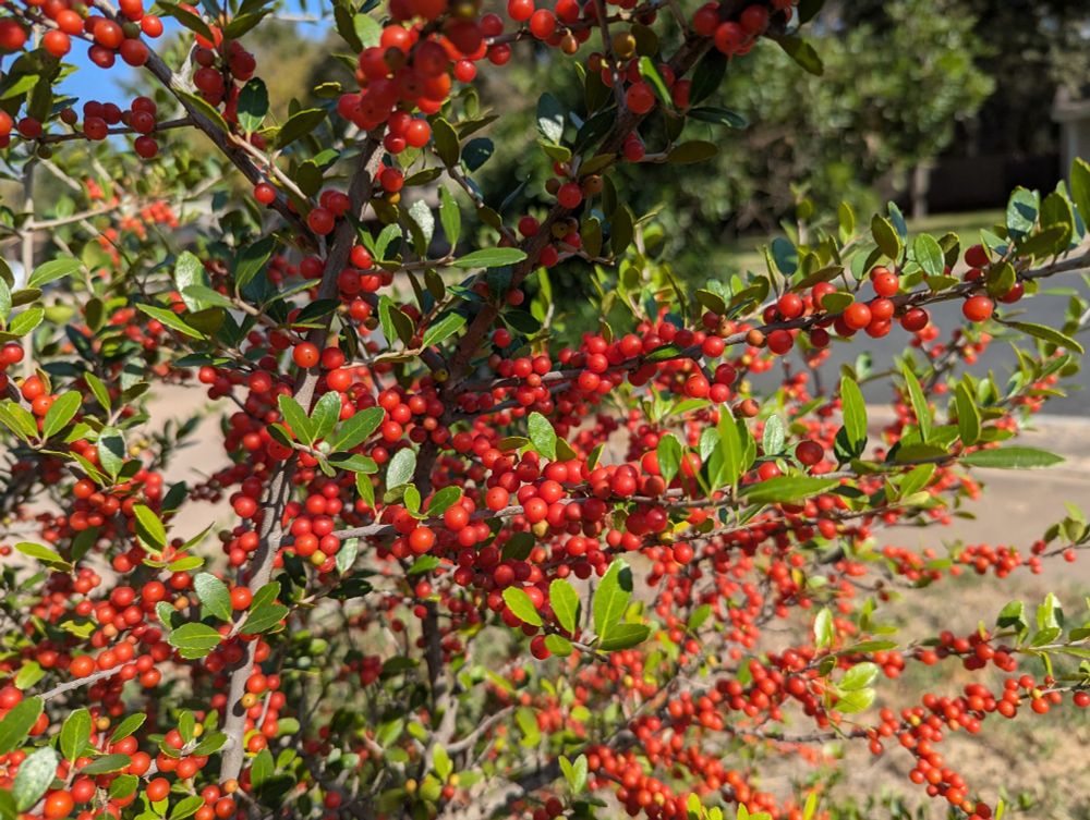 A shrub with small green leaves and bright red berries