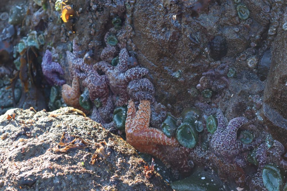 Multiple orange and blue starfish 