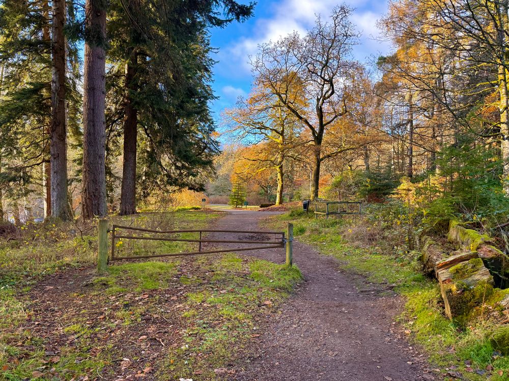 Golden light on sparse autumn trees along a path near the Tay River