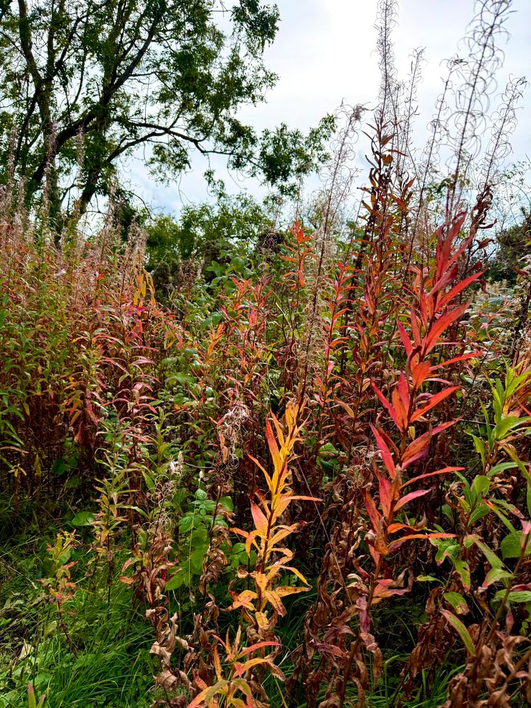 Autumn colors