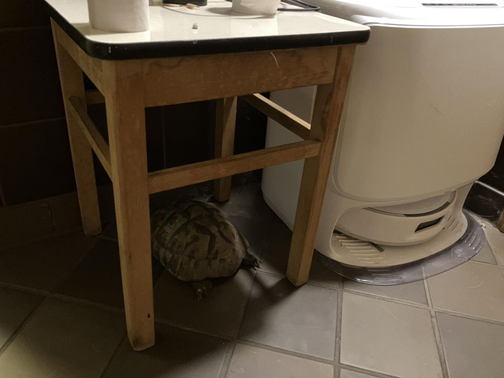 Auf einem Boden aus braunen Fliesen steht rechts eine Weiße Basisstation in der der zugehörige Saugroboter steckt. Daneben steht ein Hocker, unter dem in ähnlicher Weise eine Schildkröte eingeparkt ist. 