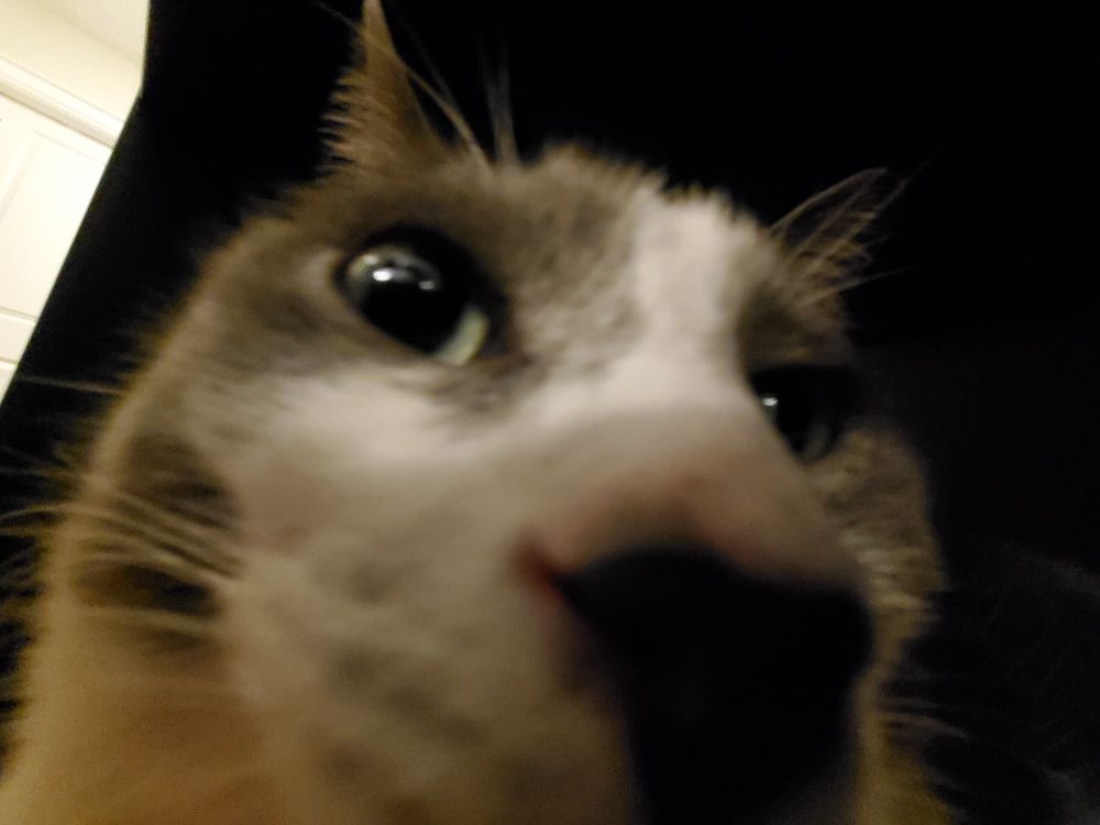 Very close picture of my grey and white cat named Rudy.