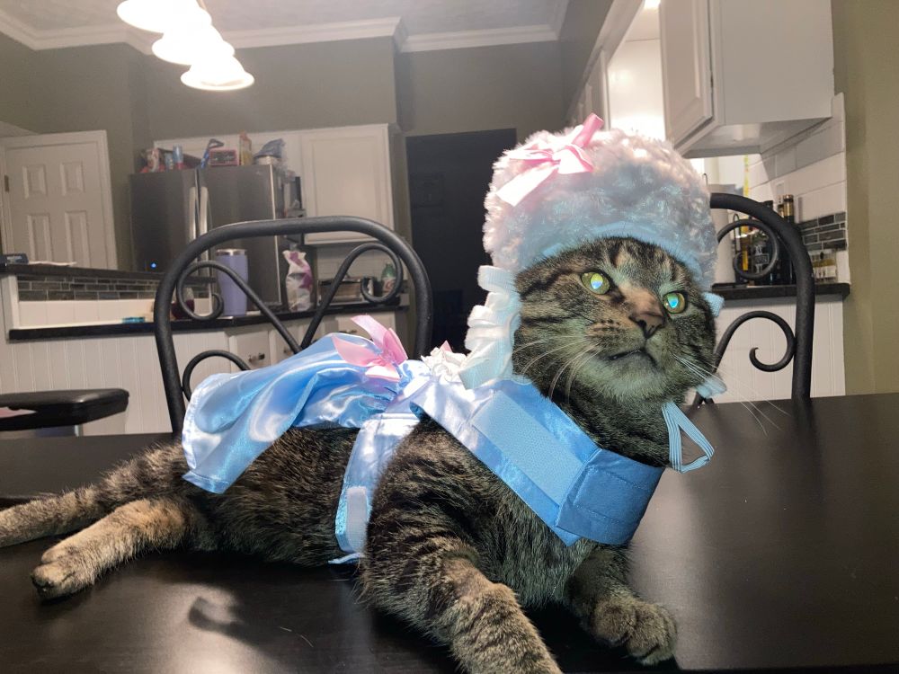 A tiger stripped cat wearing a Marie Antionette costume lying on a black table in a kitchen