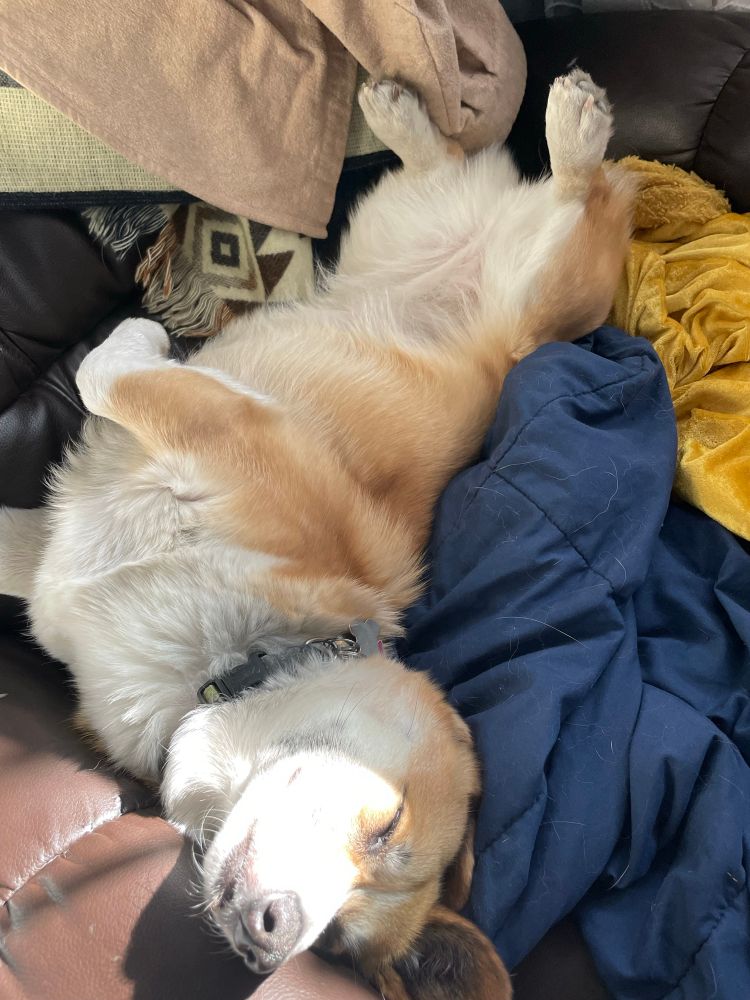 Sunbathing Pembroke Corgi with her snoot in the sun 
