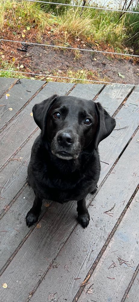 Black Labrador sitting looking up at the camera. 