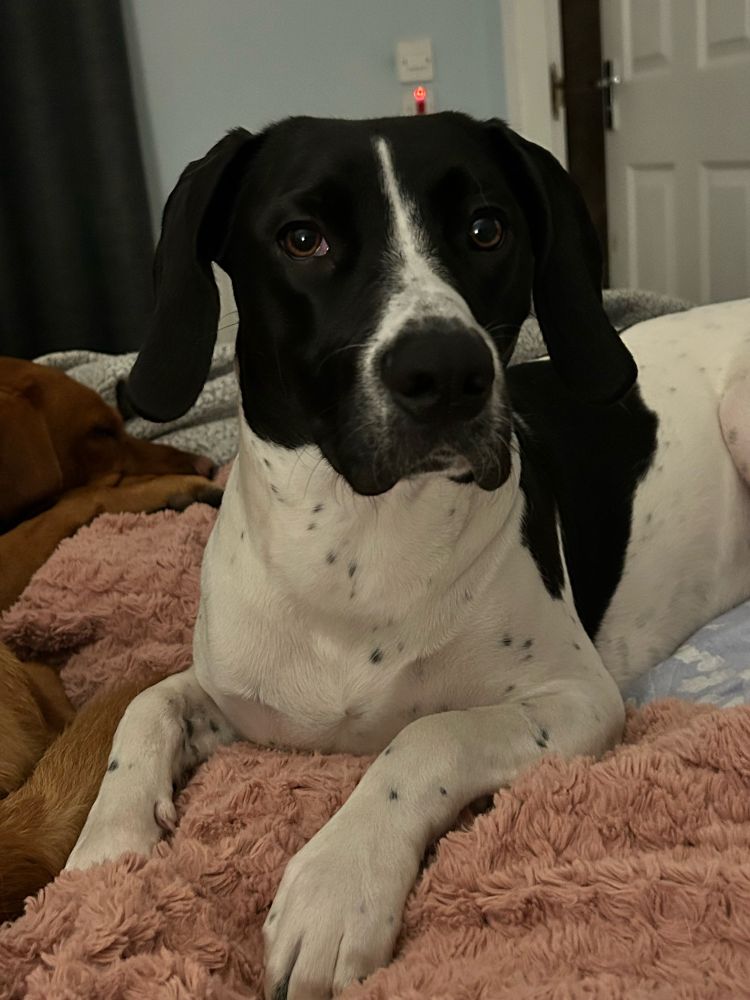 Picture of a young dog. 