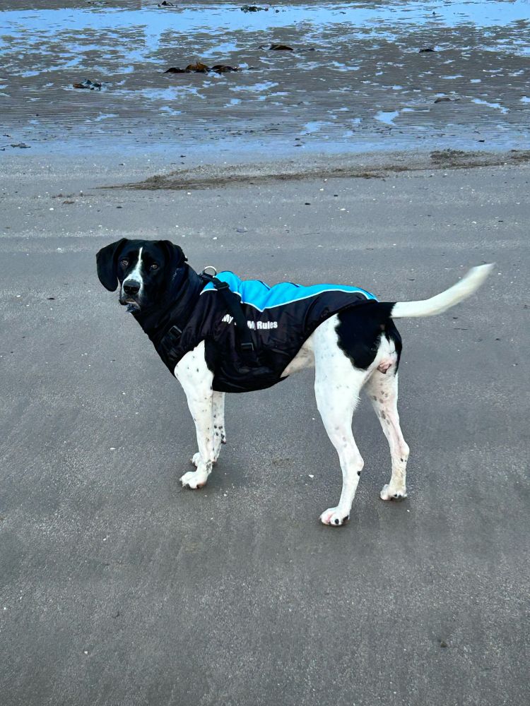 Puppy wearing outdoor coat. 
