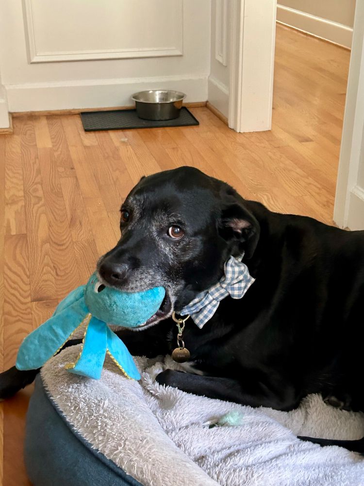 A black lab, the very best boy in the whole wide world, plays with his stuffed octopus while resting in his dog bed.